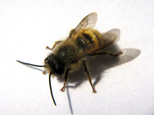 Réf. 252 779 : Osmia bicornis